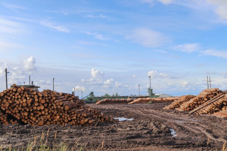 The Different Types of Biomass Used for Bioenergy